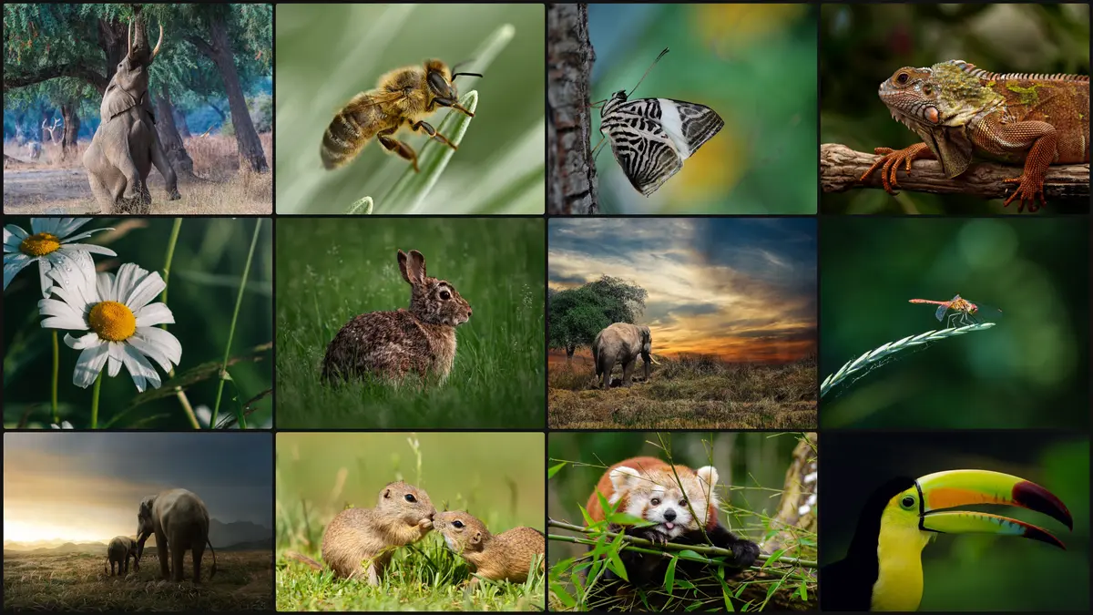 Our 5K screenshot, scaled down: a grid of 12 wildlife, landscape and macro photographs drawn by a browser at 5120 × 2880 pixels, a 18.0 MB PNG.