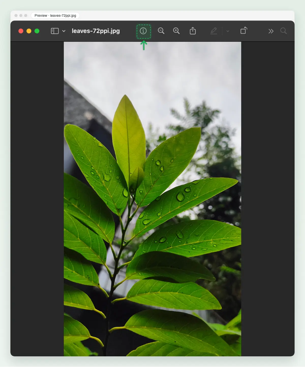 Screenshot of macOS Preview with the rain-wet leaf photo open, the Inspector button, a circled i in the toolbar, marked.