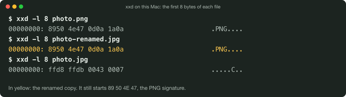 A drawn terminal showing what xxd printed for three files: photo.png and photo-renamed.jpg both start 8950 4e47 0d0a 1a0a, the PNG signature, and photo.jpg starts ffd8ffdb.