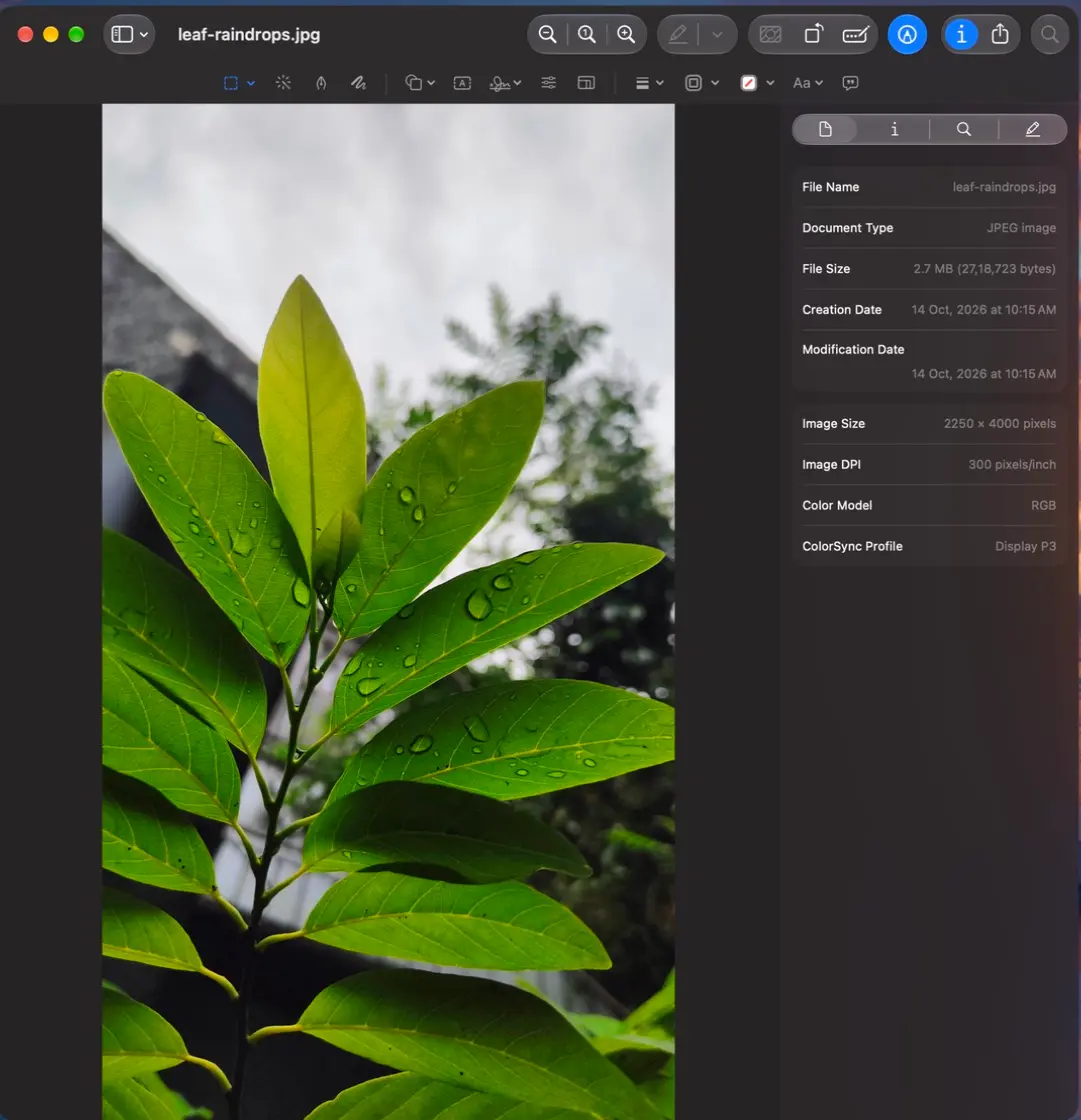 Screenshot of Preview on a Mac with the leaf photo and the Inspector open: Image Size 2,250 × 4,000 pixels, Image DPI 300 pixels/inch, ColorSync Profile Display P3.
