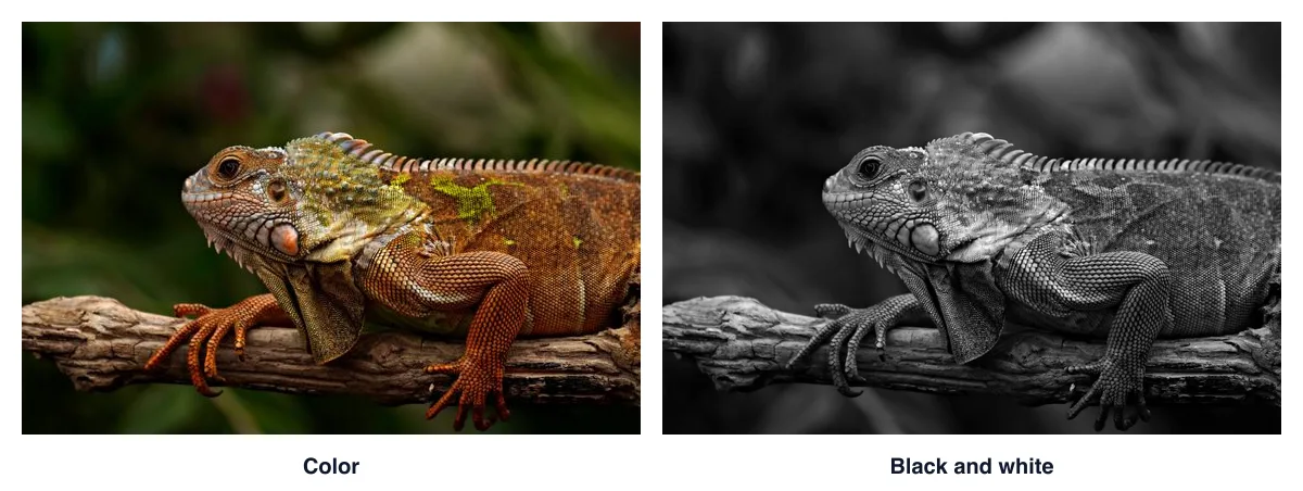 Our iguana photo twice, side by side: in color on the left and in black and white on the right