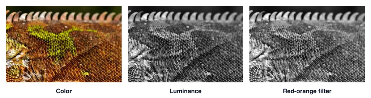 The same crop of the iguana in color, in plain luminance grey and with a red-orange filter mix, where the orange skin turns lighter