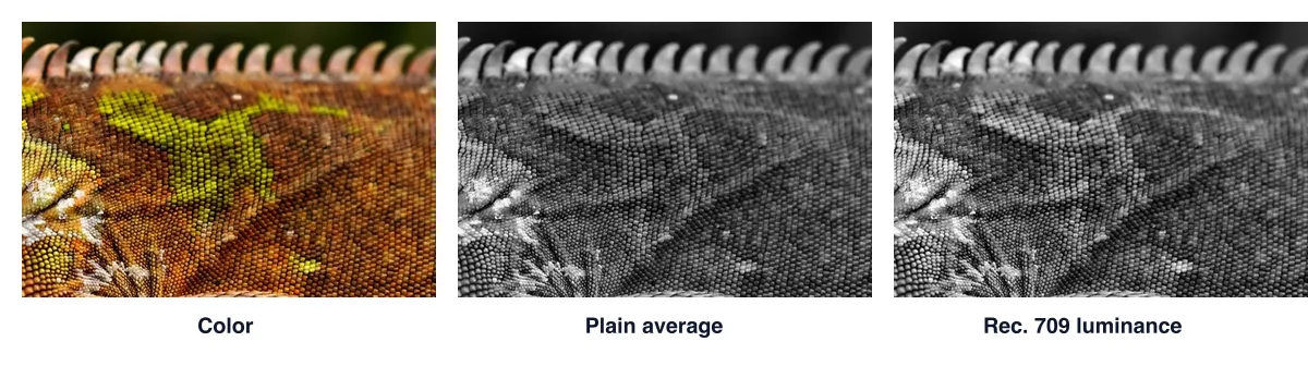 The same crop of the iguana three times: in color, in a plain average where the green patch disappears, and in Rec. 709 luminance where it stays visible