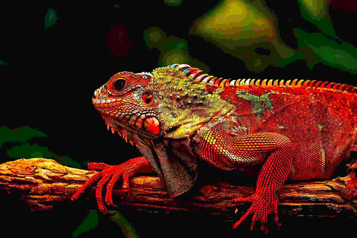 The whole iguana photo deep fried: burnt orange and yellow scales, crushed black shadows and blocky JPEG edges