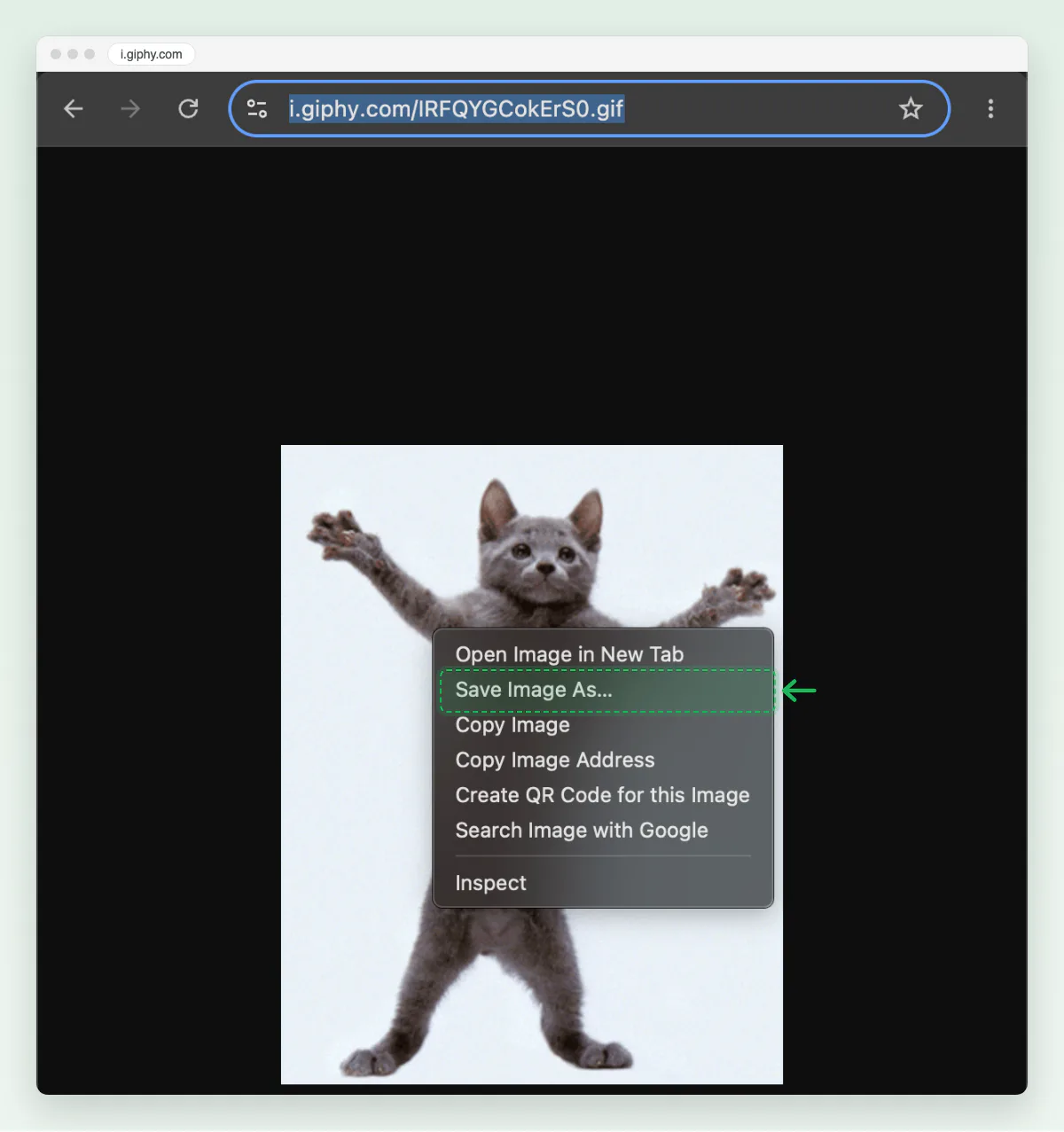 Screenshot of the i.giphy.com GIF tab with the right-click menu open and Save Image As marked.