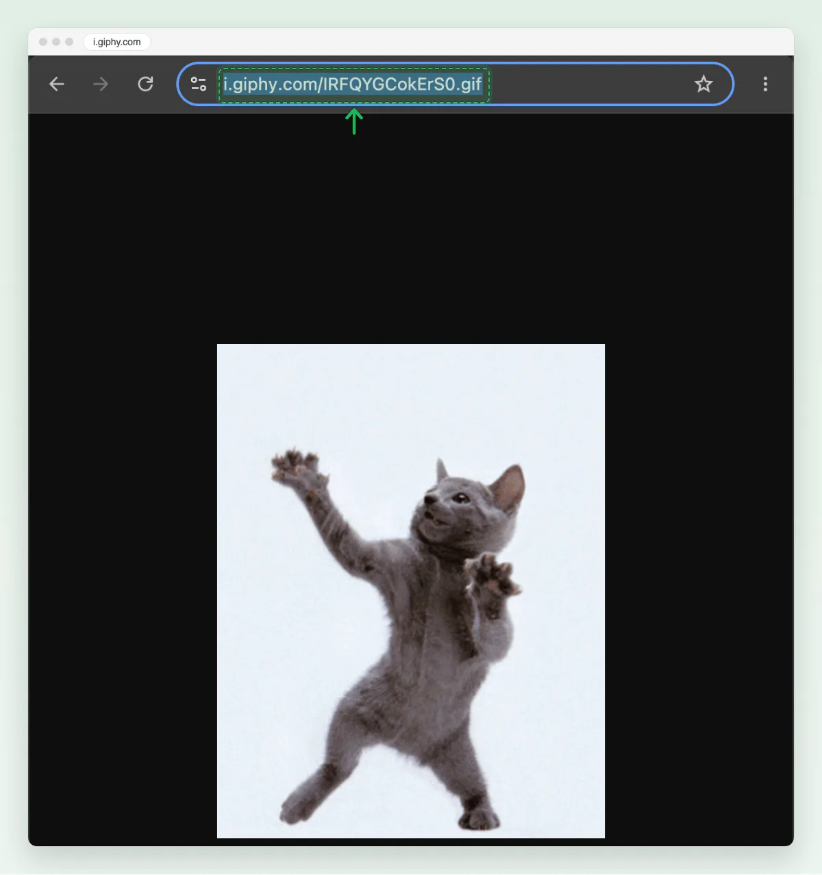 Screenshot of a Chrome tab at i.giphy.com/IRFQYGCokErS0.gif showing the cat GIF on its own, with the address marked.