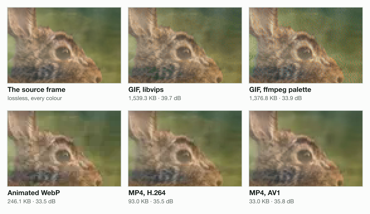 Frame 6 of the loop, the rabbit's eye enlarged 4 times: the source; the libvips GIF, 1,539.3 KB at 39.7 dB; the ffmpeg GIF with dither dots, 1,376.8 KB at 33.9 dB; the WebP, 246.1 KB; the H.264 MP4, 93.0 KB; the AV1 MP4, 33.0 KB.