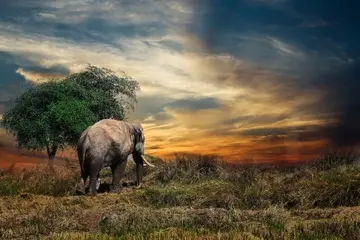 The same 24-frame loop as a 246.1 KB animated WebP at quality 75, 360 × 240: the sunset fades to the rabbit and back, 16% of the GIF's bytes.