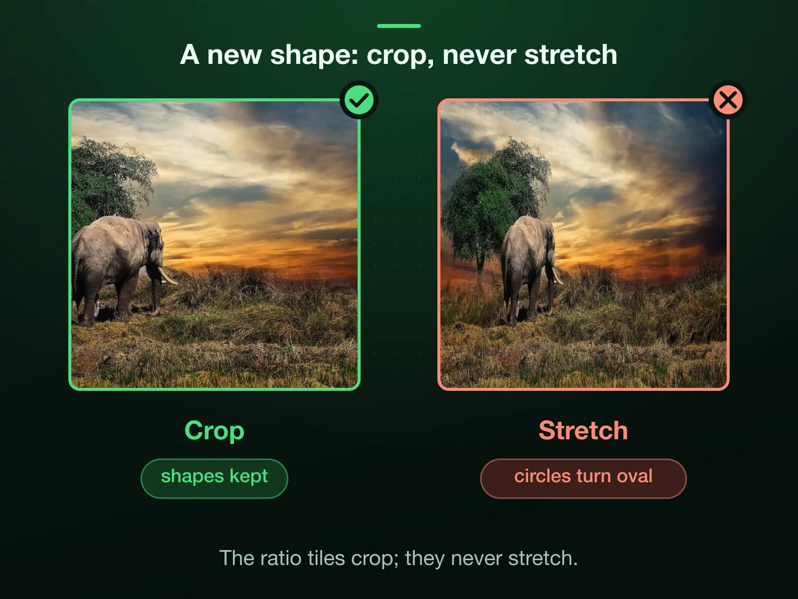 A wide photo made square two ways: the ratio tile crops, keeping the largest square inside the photo with every shape as it was; a stretch squeezes the same pixels into the square, so the elephant narrows and circles would turn into ovals.