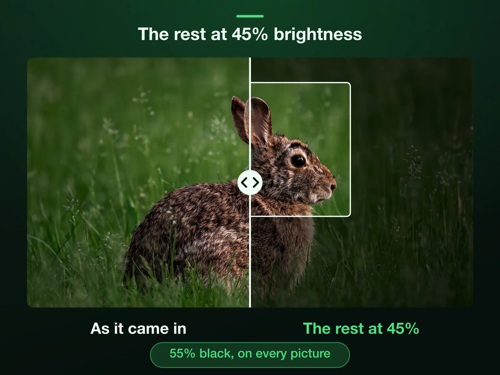 One photo split down the middle: the left half as it came in, the right half under 55% black, which leaves it 45% of its brightness, with the rabbit's head inside the box untouched.