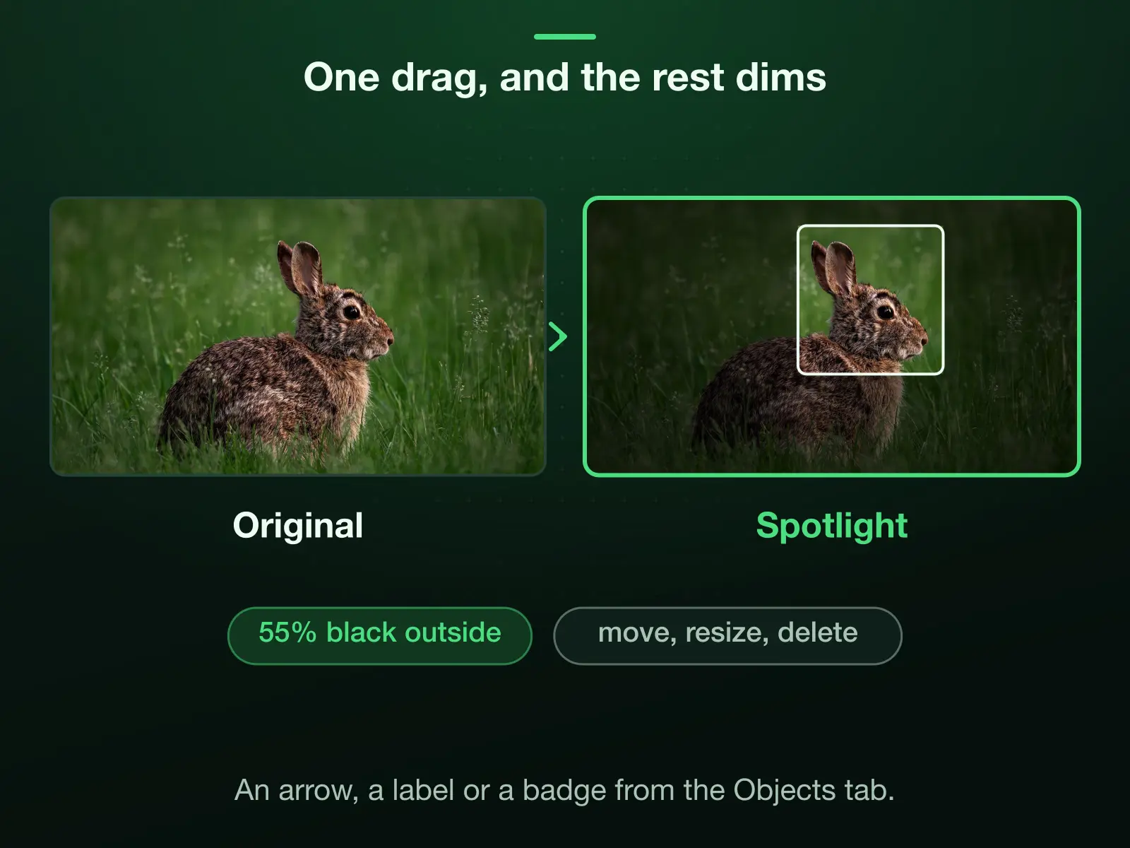 A photo of a rabbit in grass before and after one Spotlight box: its head stays at full brightness and everything outside the box dims under 55% black, so the eye lands on it first.