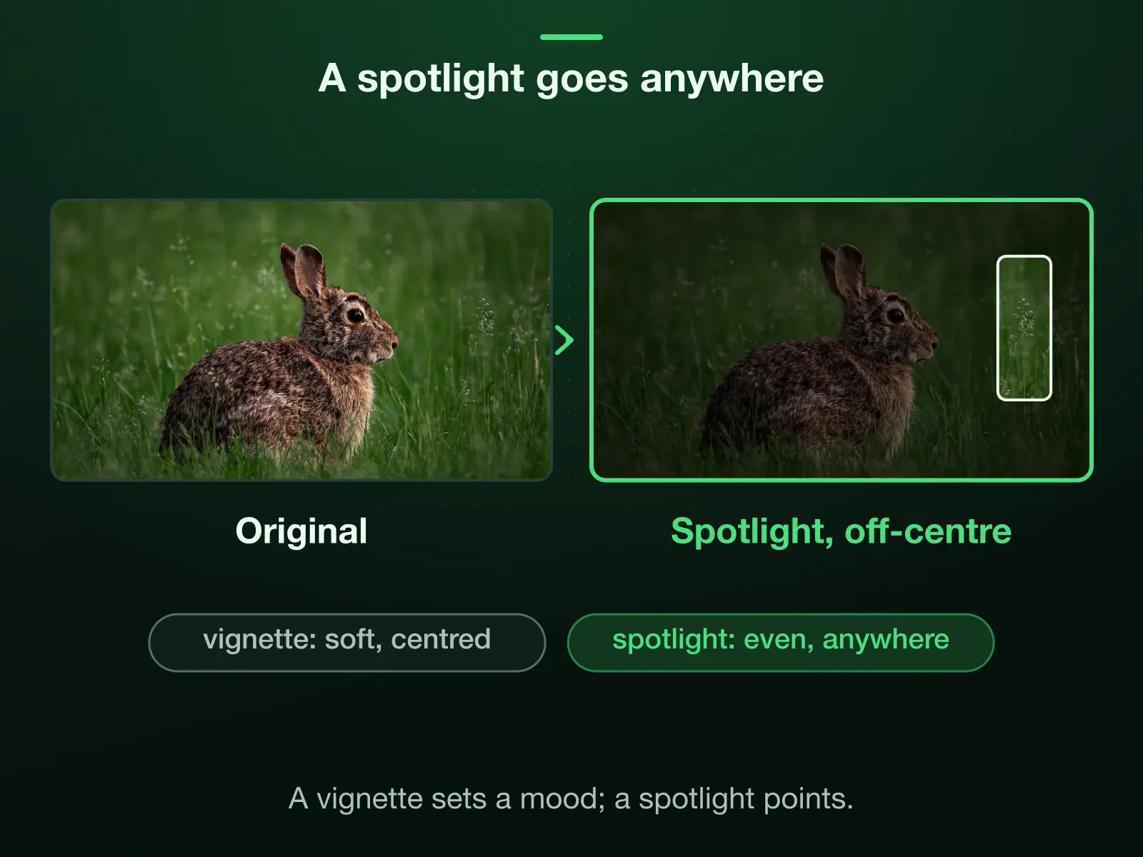 A spotlight placed off-centre, on the flowering stems at the right of the photo: everything outside the box dims evenly under 55% black. A vignette would shade the edges of the whole frame instead, with a soft gradient centred on the picture.