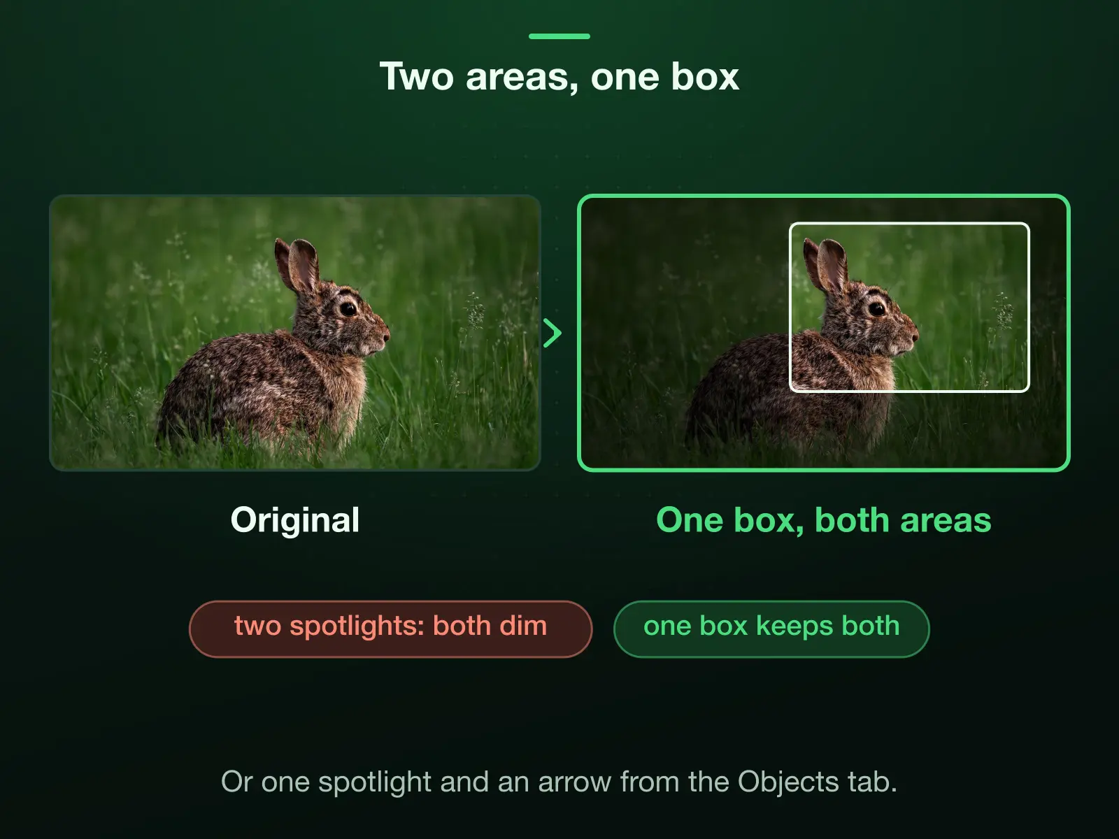 Two areas kept bright by one spotlight: a single box takes in the rabbit's head and the flowering stems together, with what lies between, and the rest dims under 55% black. Two spotlights would each dim the other.