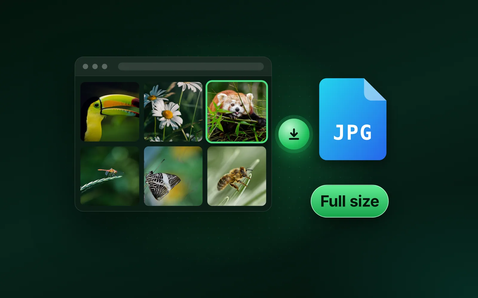 How to download an image from Google, full size and as a JPG