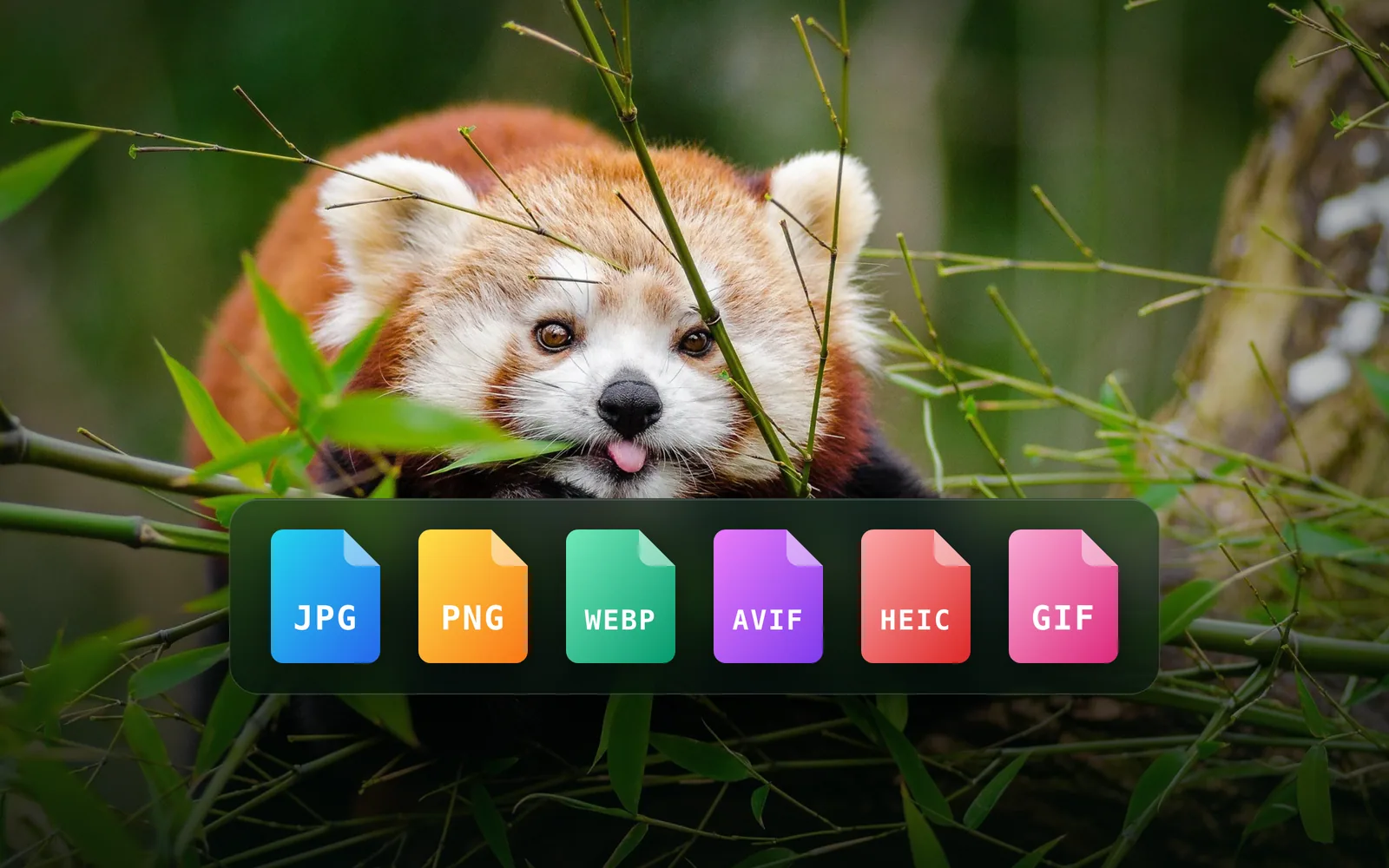 Best image format: JPG, PNG, WebP, AVIF, HEIC and GIF explained