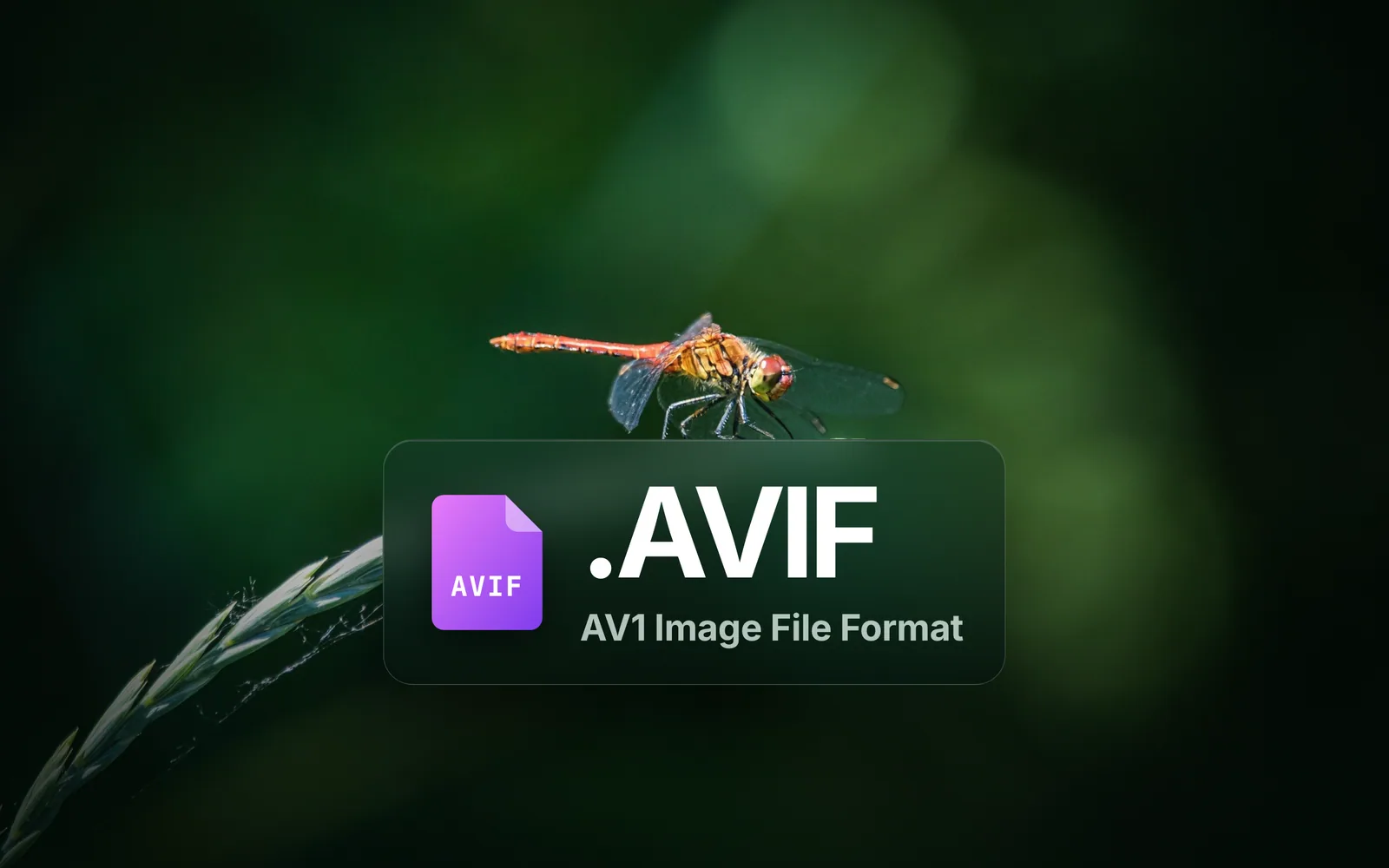 What is an AVIF file? Open it, convert it, or keep it