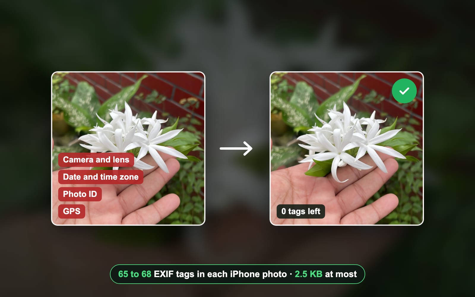 What is EXIF data? What your photo reveals, and how to remove it