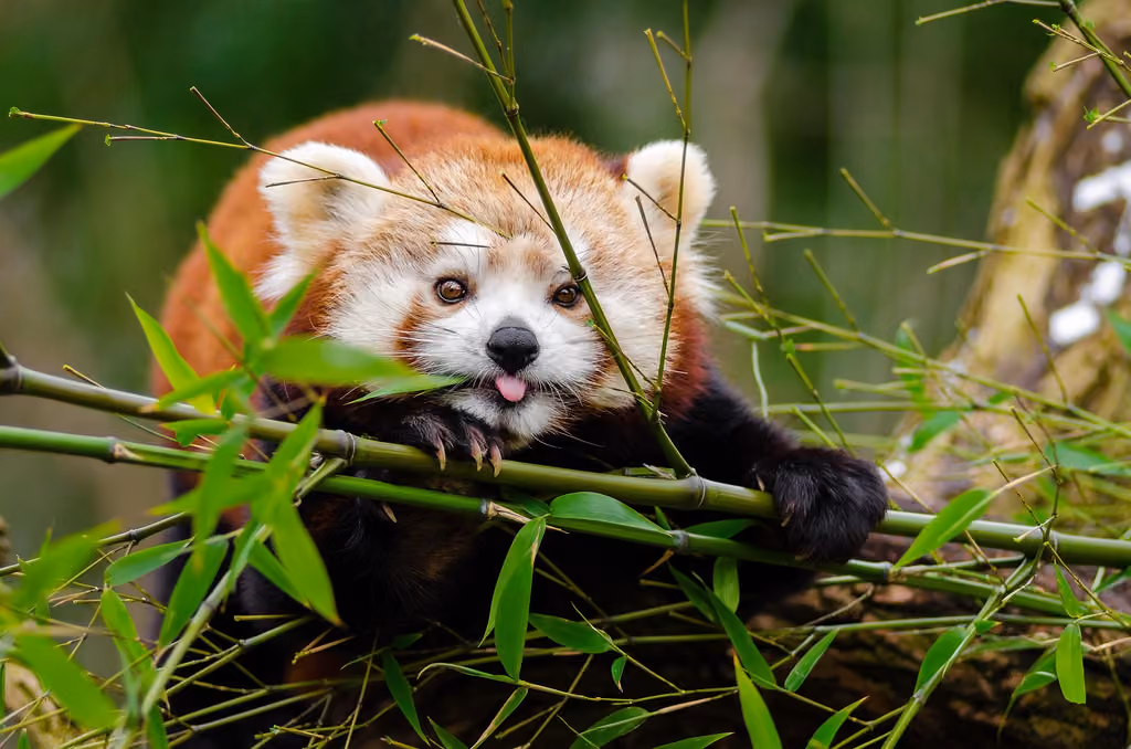 Compress AVIF, after: the same picture, AVIF, 46.9 KB