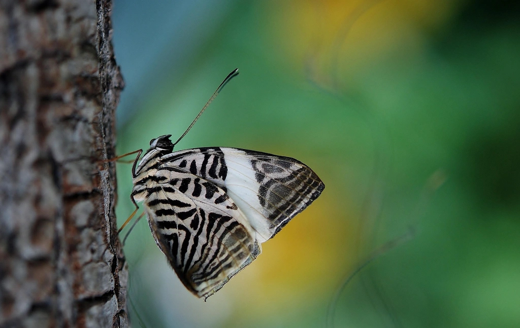 WebP to AVIF converter, before: a black and white striped butterfly resting on tree bark against a green blur, WebP, 145 KB