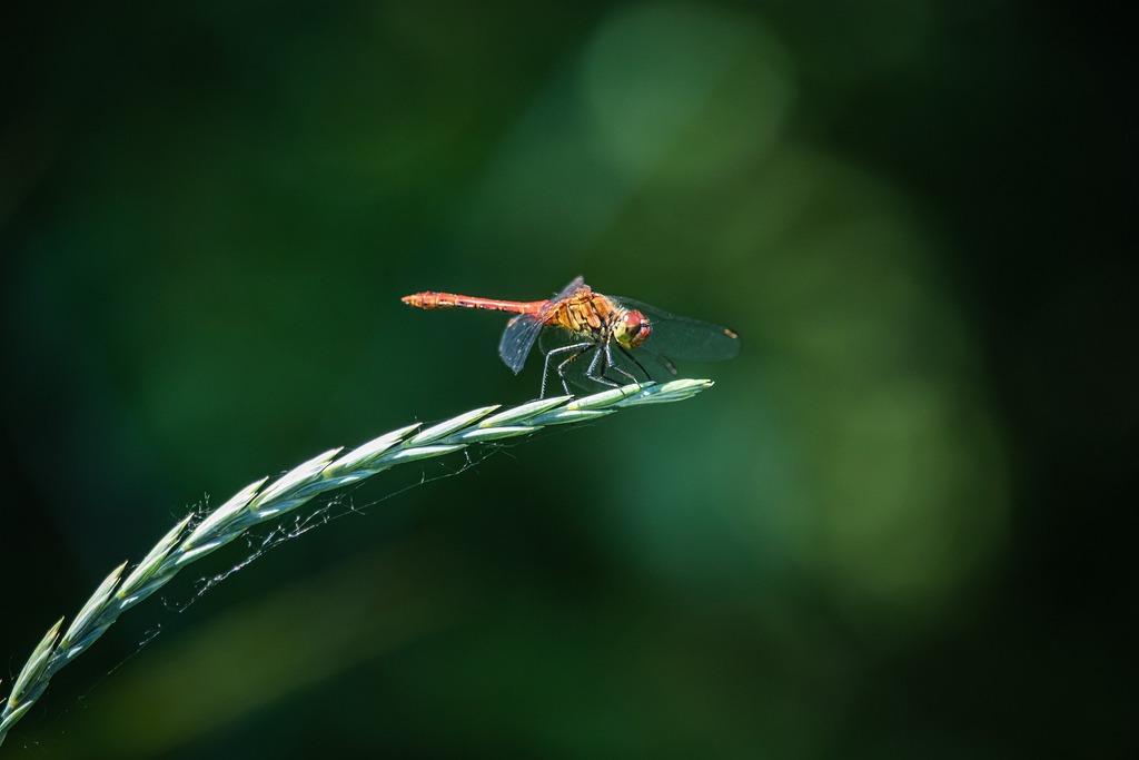 JPG to AVIF converter, before: a red dragonfly on a grass seed head against deep green, JPEG, 73.1 KB