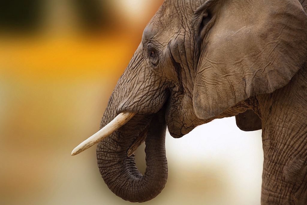 AVIF to JPG converter, before: an elephant's head and trunk, close up, against a warm blur, AVIF, 186.1 KB