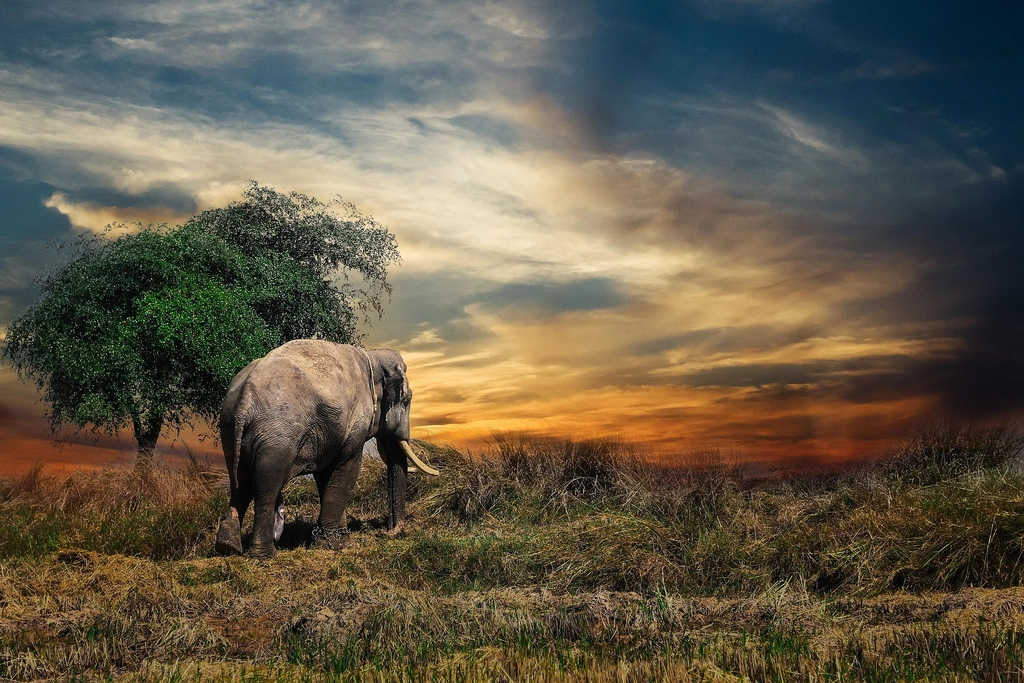 WebP to JPG converter, before: an elephant beside a lone tree under a dramatic sunset sky, WebP, 324.7 KB