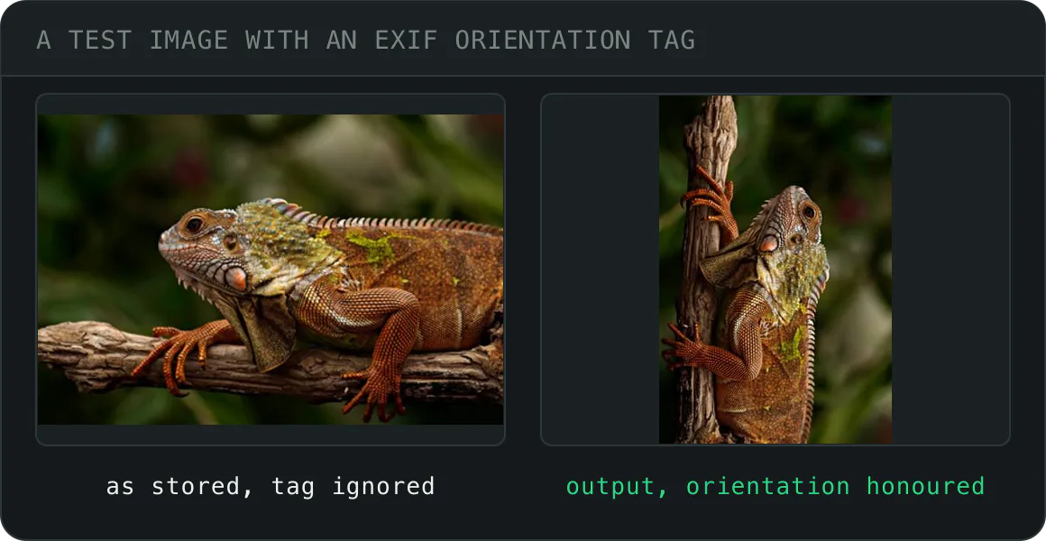Fix a sideways photo, EXIF orientation honoured when converting: the pixels as stored, sideways, beside the upright output the engine produced by honouring the orientation tag