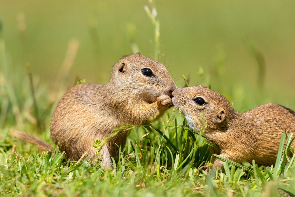 WebP to PNG converter, before: two ground squirrels touching noses in the grass, WebP, 216.8 KB