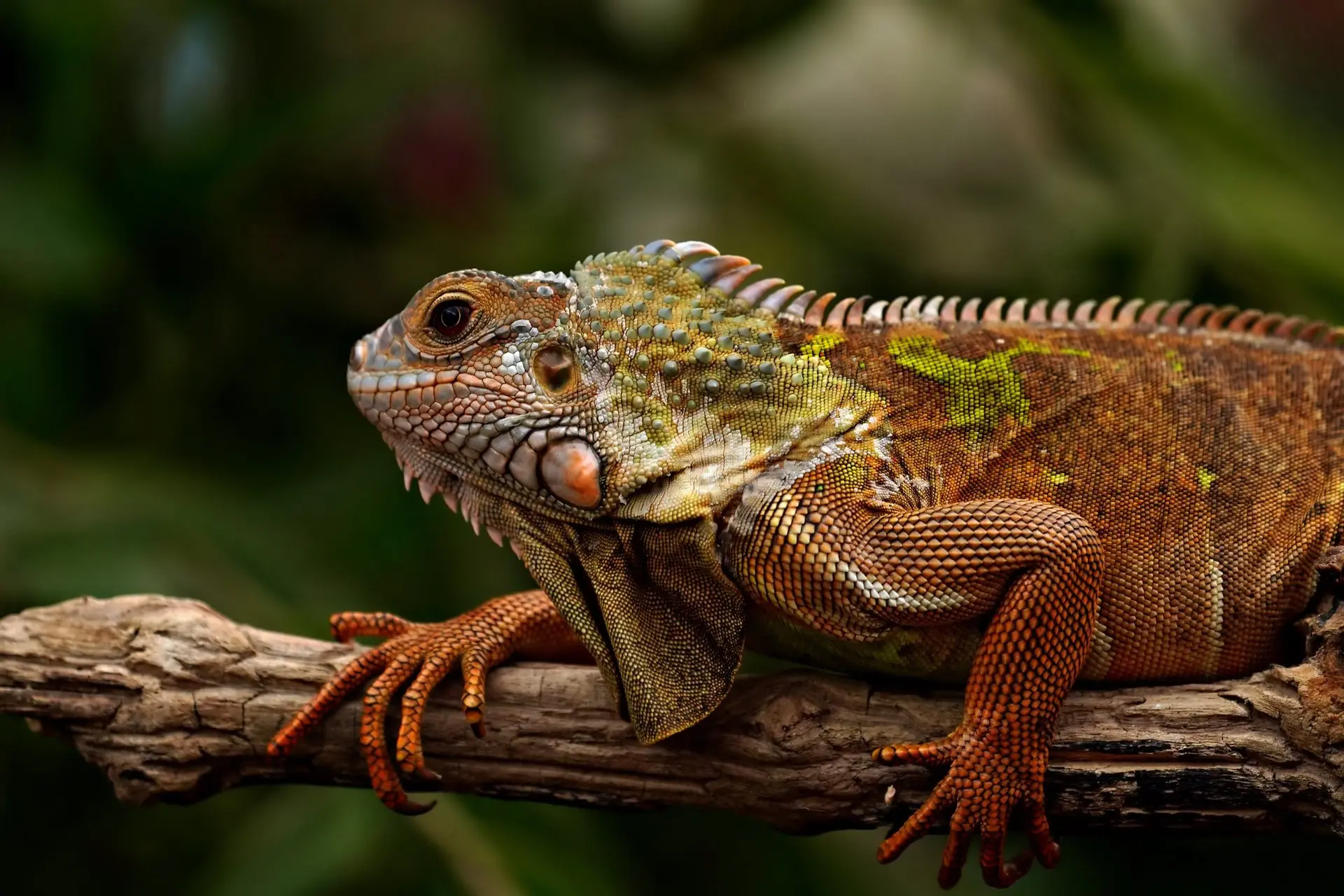 HEIC to WebP converter, after: the same picture, WebP, 211.4 KB