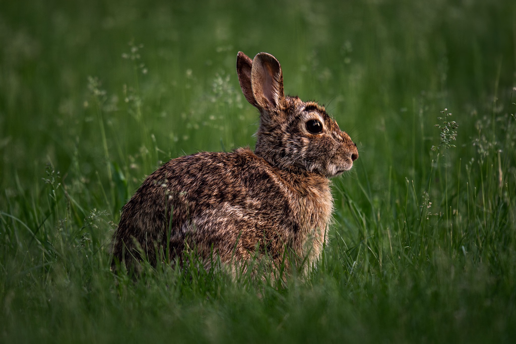 AVIF to PNG converter, before: a wild rabbit sitting in green grass, AVIF, 171.5 KB