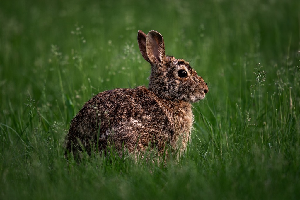 spotlight online, before: a wild rabbit sitting in green grass, Original, 166.8 KB