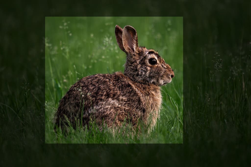 spotlight online, after: the same picture, Spotlight, the rest at 55%, 67.1 KB