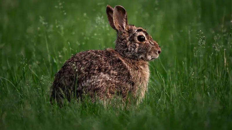 A wild rabbit sitting in green grass
