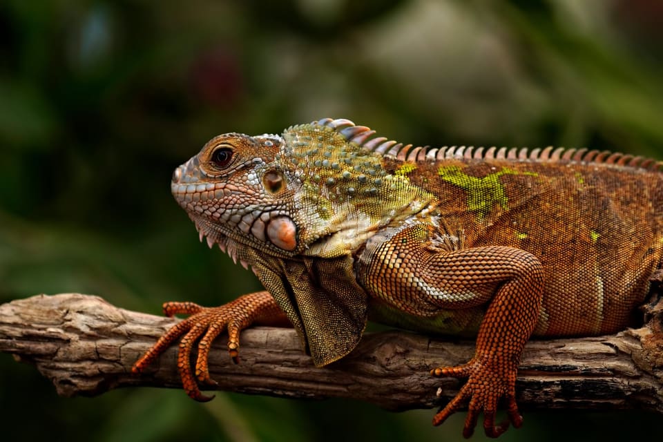 Resize JPG online, after: the same picture, JPG at 960 px, 89 KB